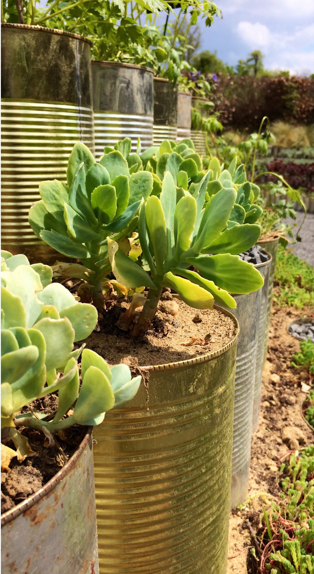 Le jardin mis en boîte — Chaumont-sur-Loire